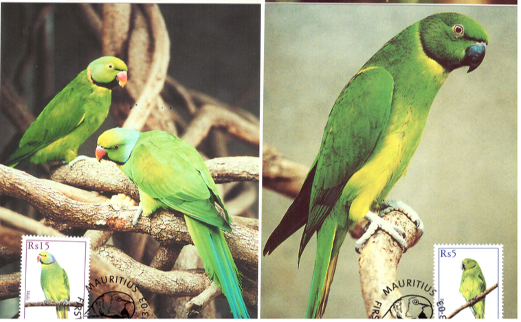 2003 19 March - Echo Parakeet postcard_2