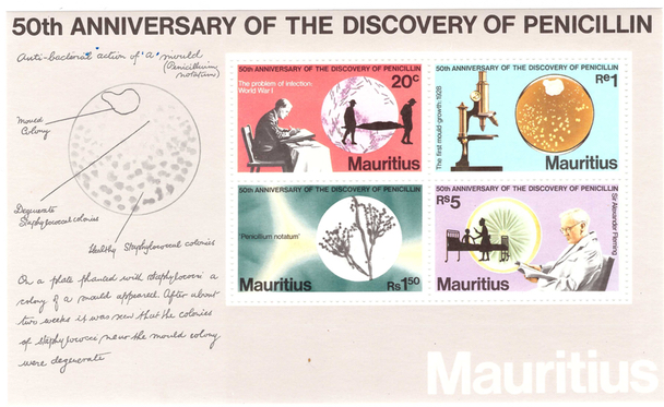 MS 50 Annif penicillin