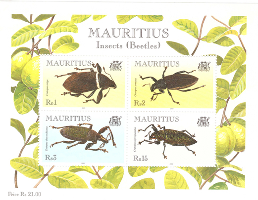 MS beetles